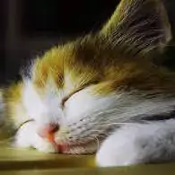 cute cats for dp